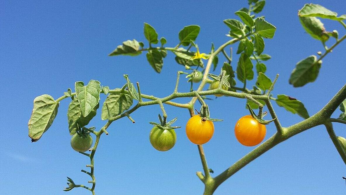 Gelbe Cherrytomaten am Zweig