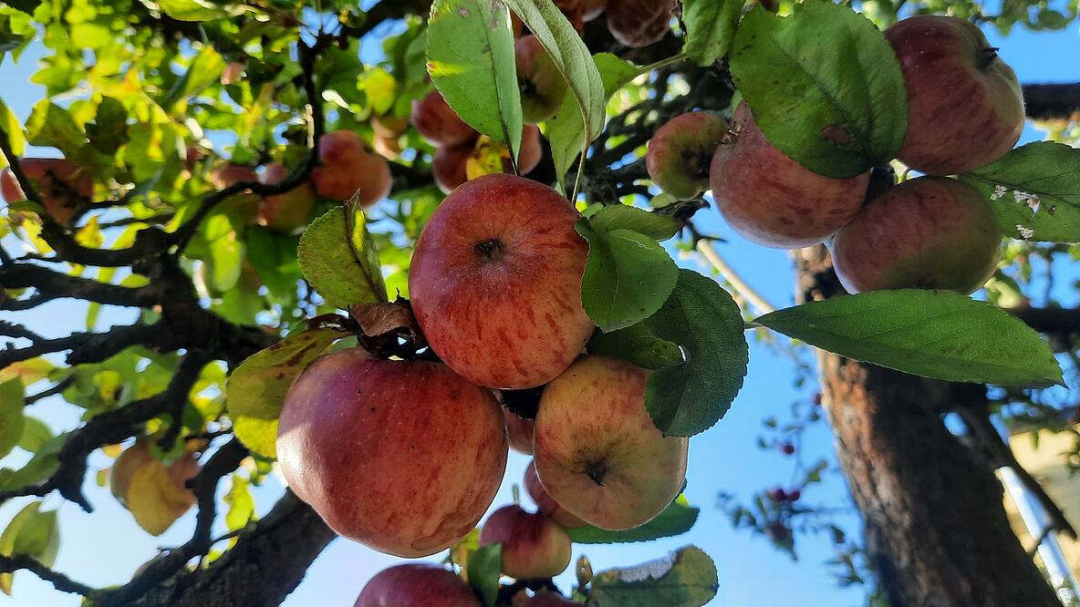 Äpfel am Baum